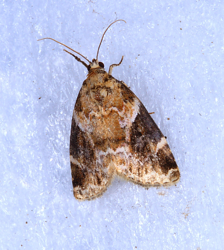 臺灣擬沼夜蛾  Pseudodeltote subcoenia