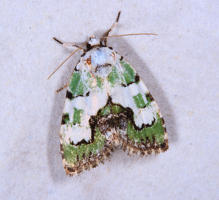 ] Maliattha sp. 