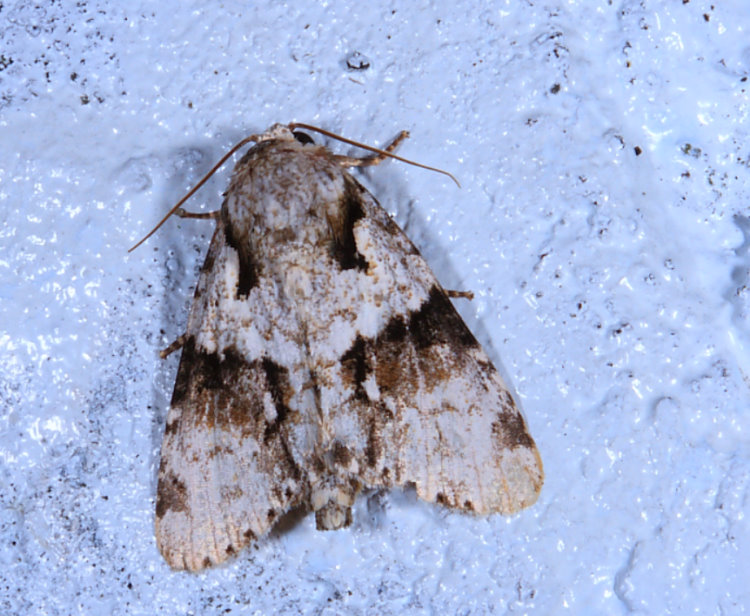 C] Acronicta sp. vGǹ