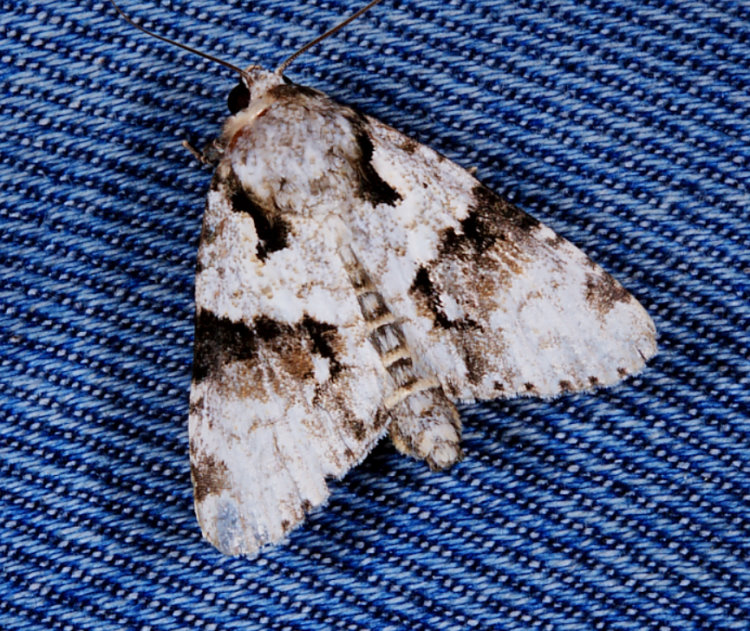 C] Acronicta sp.