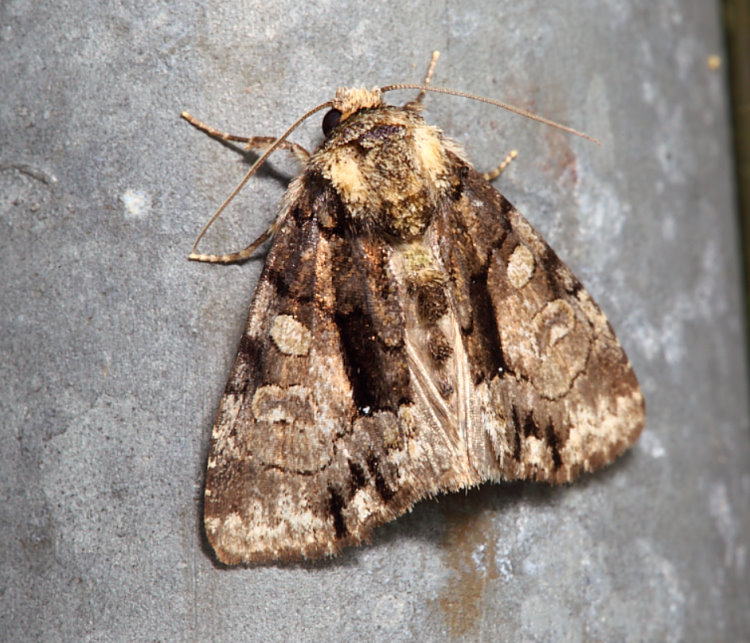 y] Chytonix sp.