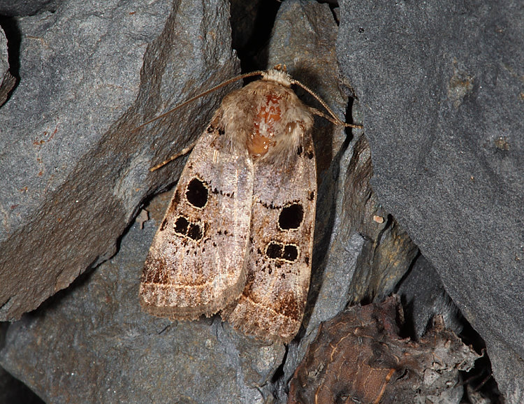 足印筱夜蛾 Hoplodrina persequora