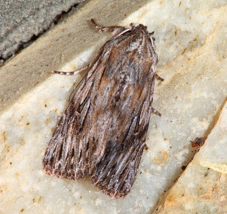 寶島波夜蛾 Speidelia formosa