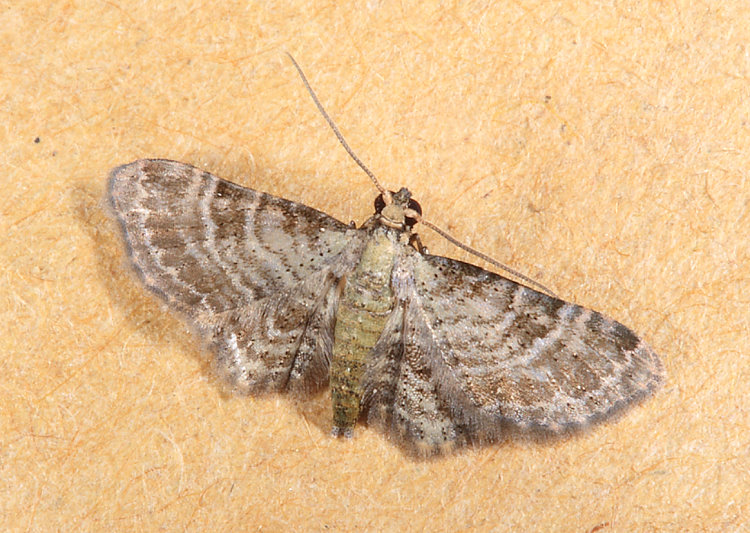 褐小翅波尺蛾屬 Bosara  sp.   