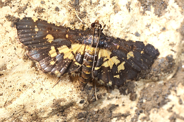 Eurrhyparodes bracteolalis 