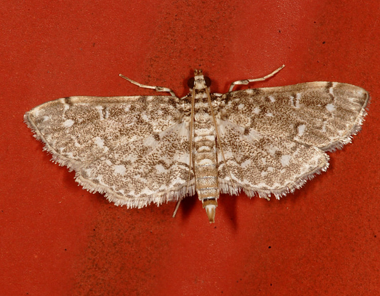 iŽ Eurrhyparodes nymphulalis