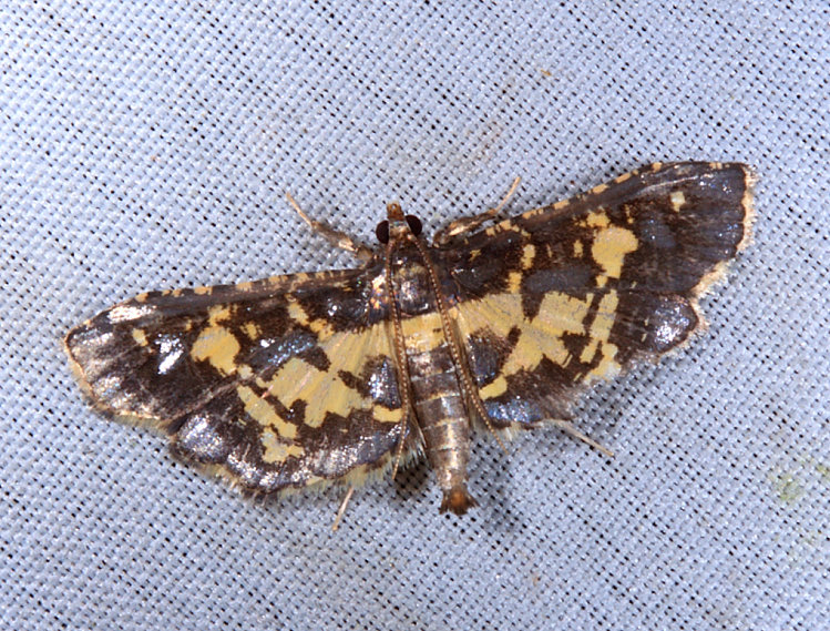 iŽ Eurrhyparodes bracteolalis
