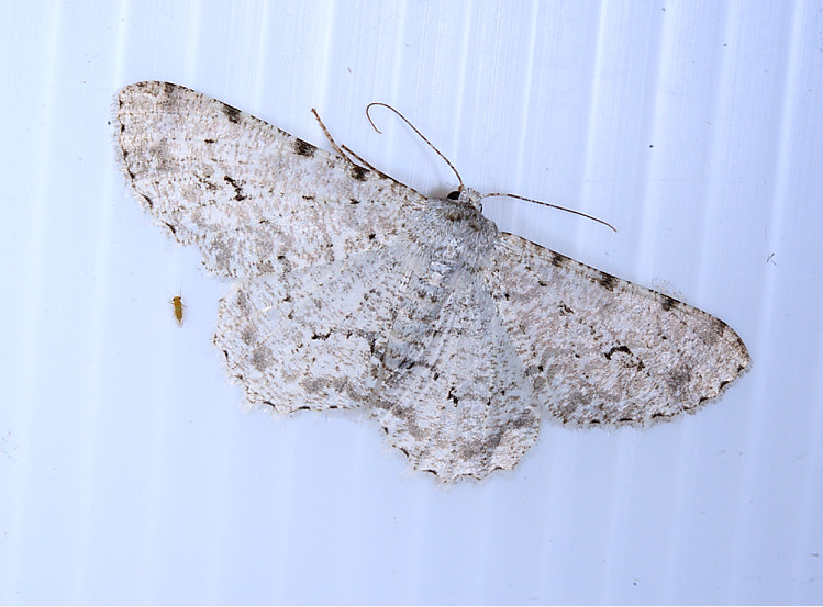 óظ  Lassaba parvalbidaria parvalbidaria 