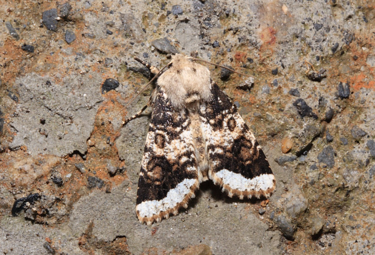 白緣夢尼夜蛾  Orthosia limbata limbata