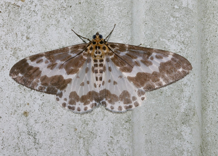 三排緣尺蛾 Pogonopygia pavidus pavidus