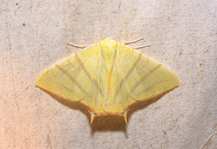 ظ Ourapteryx sciticaudaria