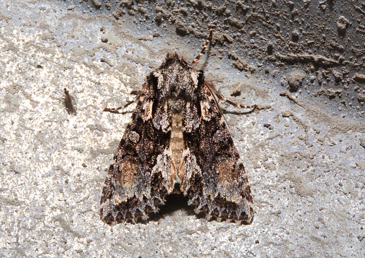 sq] Apamea lieni 