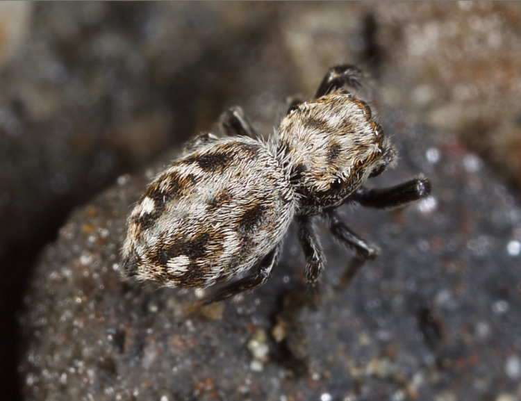 Y Bianor maculatus