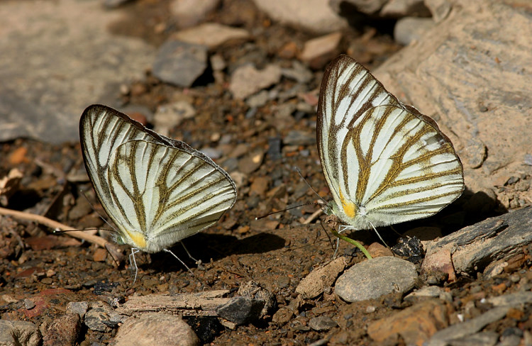 ¯߯ Cepora nerissa cibyra