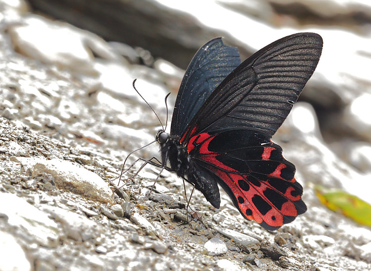 xW Papilio thaiwanus