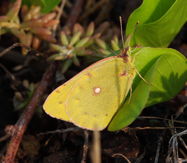 黃紋粉蝶 Colias erate formosana