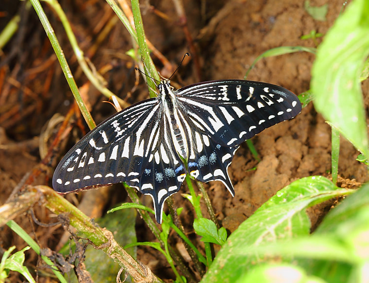 aܻ Papilio xuthus