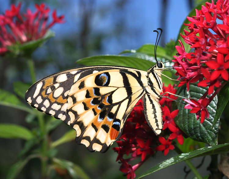 L Papilio demoleus