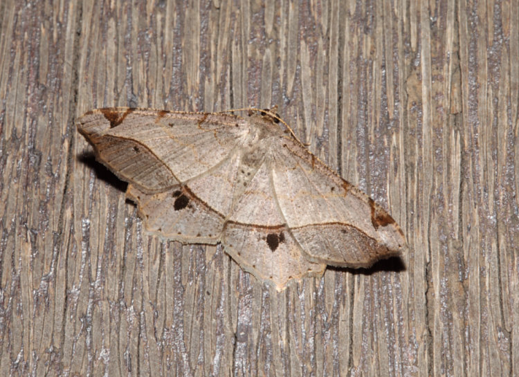 ´aظ Chiasmia monticolaria notia