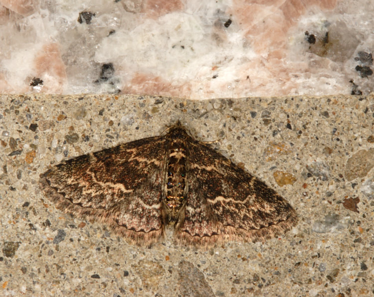 平裳蛾屬 Paragona inchoata