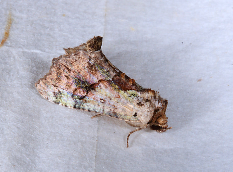 臺灣修裳蛾  Perciana taiwana