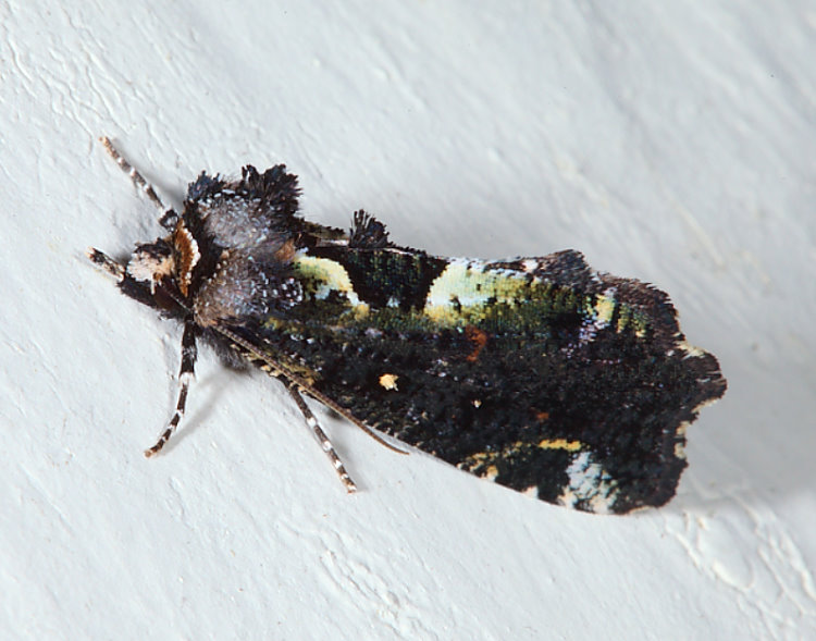 ׻nPerciana marmorea