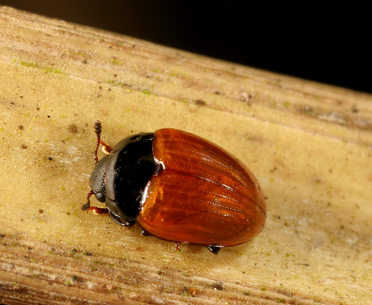 大蕈蟲 Tritoma sp.  