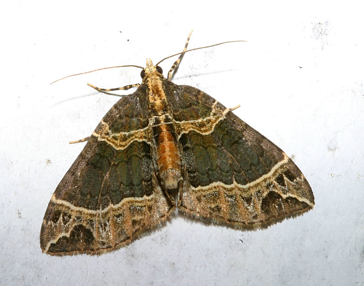 齒紋波尺蛾 Ecliptopera umbrosaria stathera 