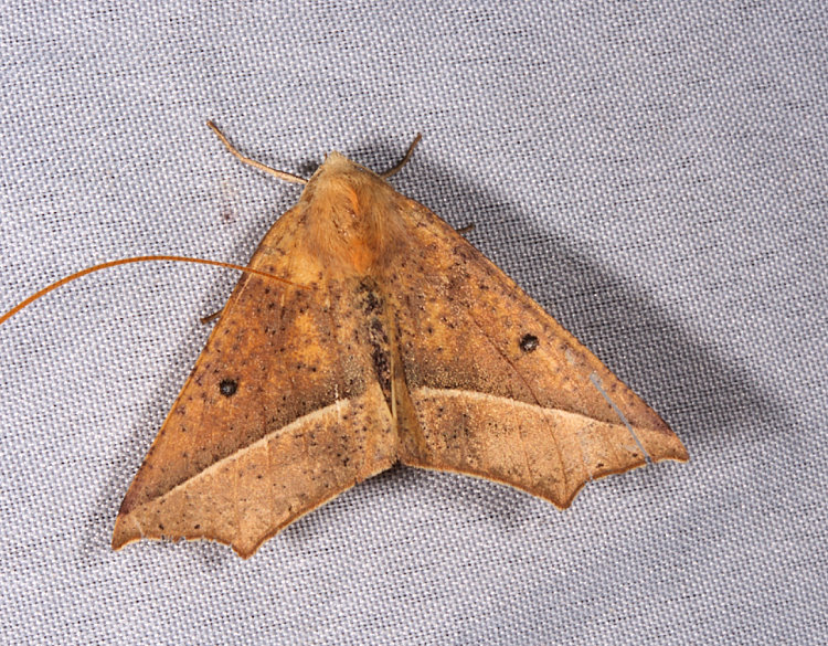 樤Ȥߤظ  Odontopera albiguttulata 