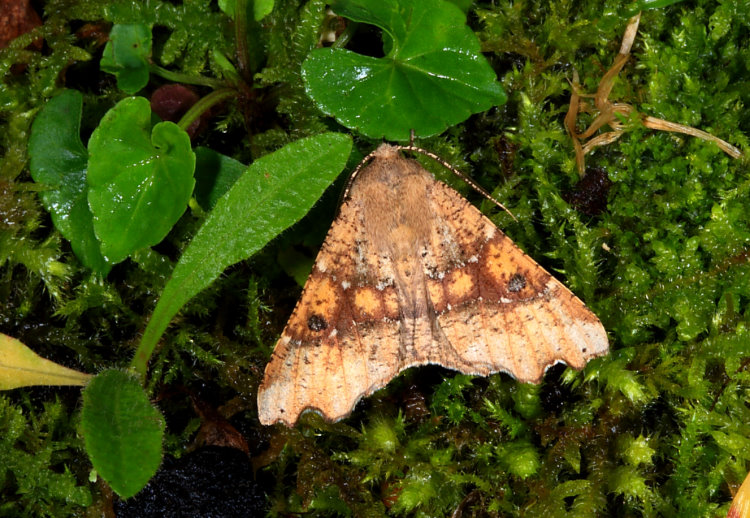 彎緣銀心尺蛾 Odontopera insulata
