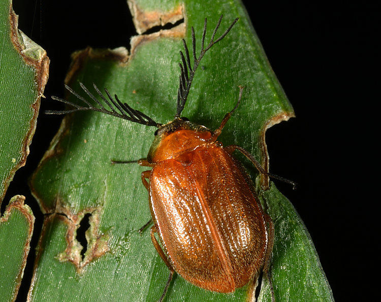 Ӿ|ե|Ϋd Eubrianax tarokoensis