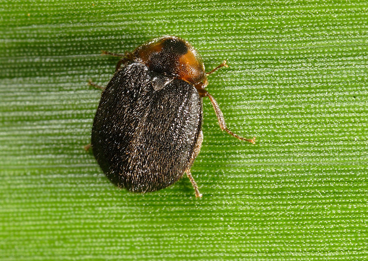 p|Ϋd Eubrianax manakikikuse 