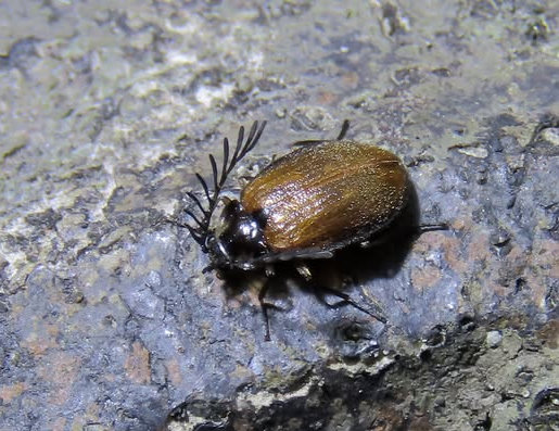 |Ϋd Eubrianax  sp. 
