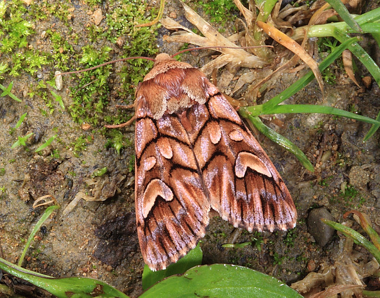 羽斑小眼夜蛾 Panolis variegatoides