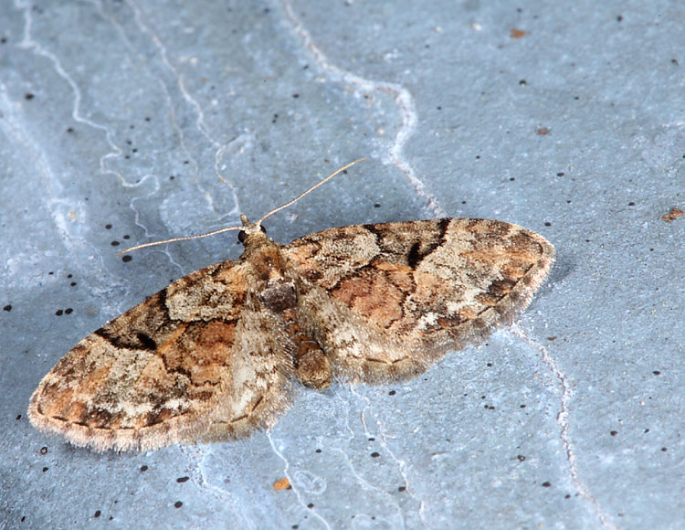 yGiظ Eupithecia sp.  
