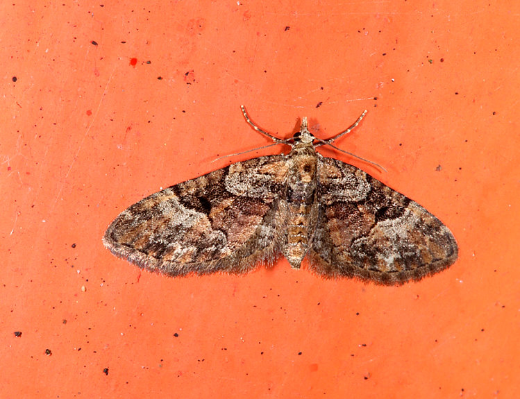 yGiظ  Eupithecia sp. 