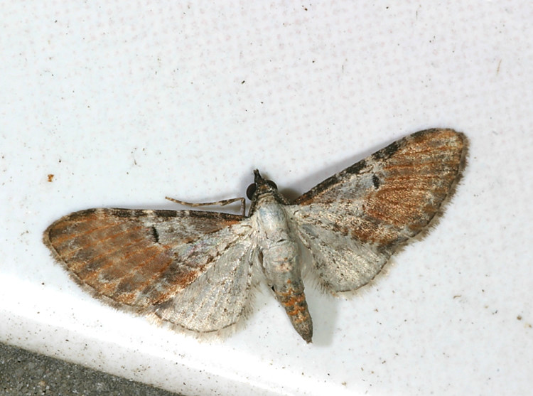 SLyGظ Eupithecia mundiscripta