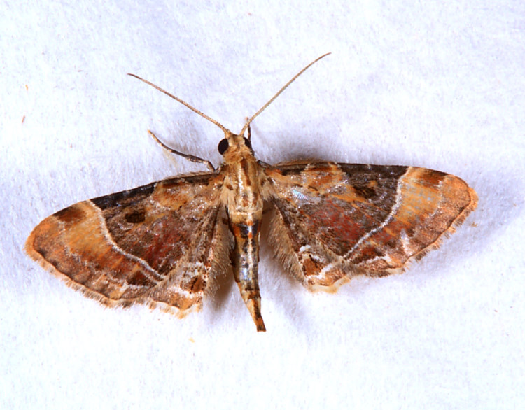 dìظ Mesoptila melanolopha