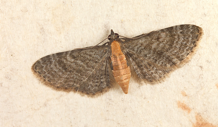 饻yGظ Eupithecia subtacincta