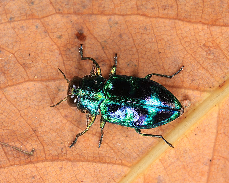Chrysobothris sauteri