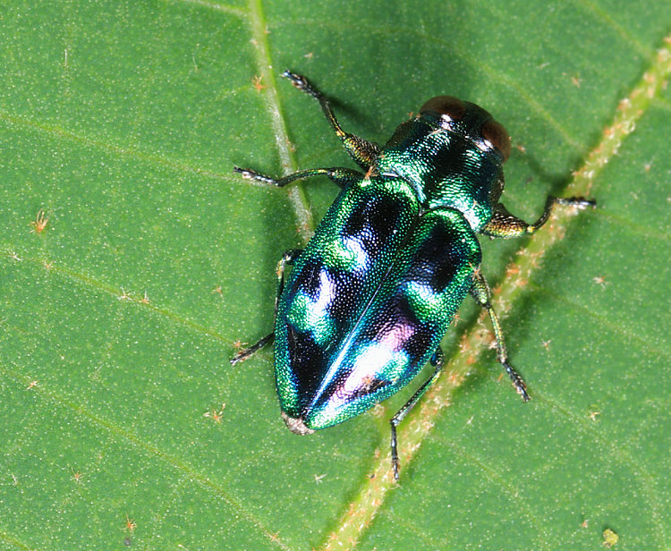 琉璃六星吉丁蟲 Chrysobothris sauteri
