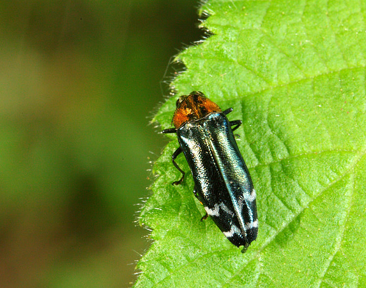 湯瑪士吉丁蟲 Coraebus acutus 