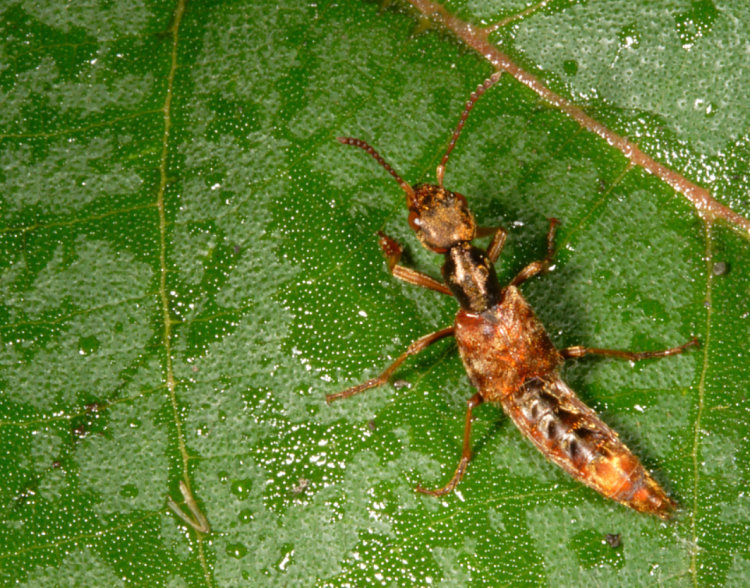 隱 翅 蟲 Eucibdelus  sauteri