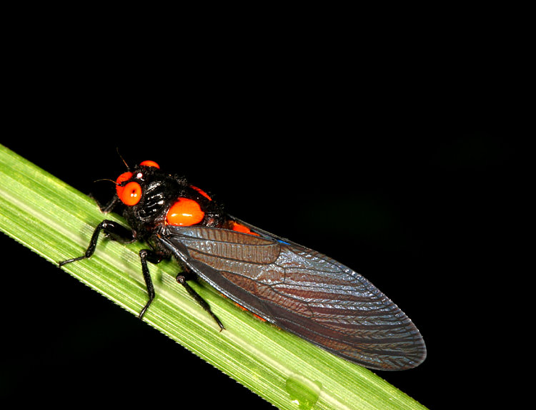 黑翅蟬 Huechys sanguinea