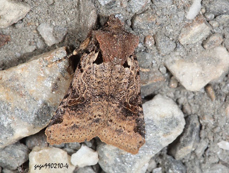 Ӿ|դ] Mesorhynchaglaea tarokoensis