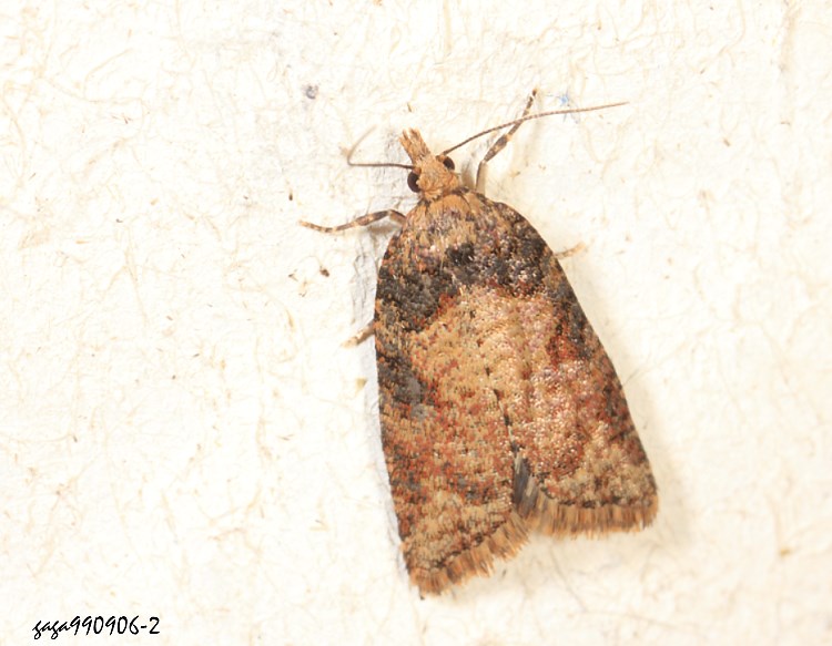菸捲蛾屬 Capua dura