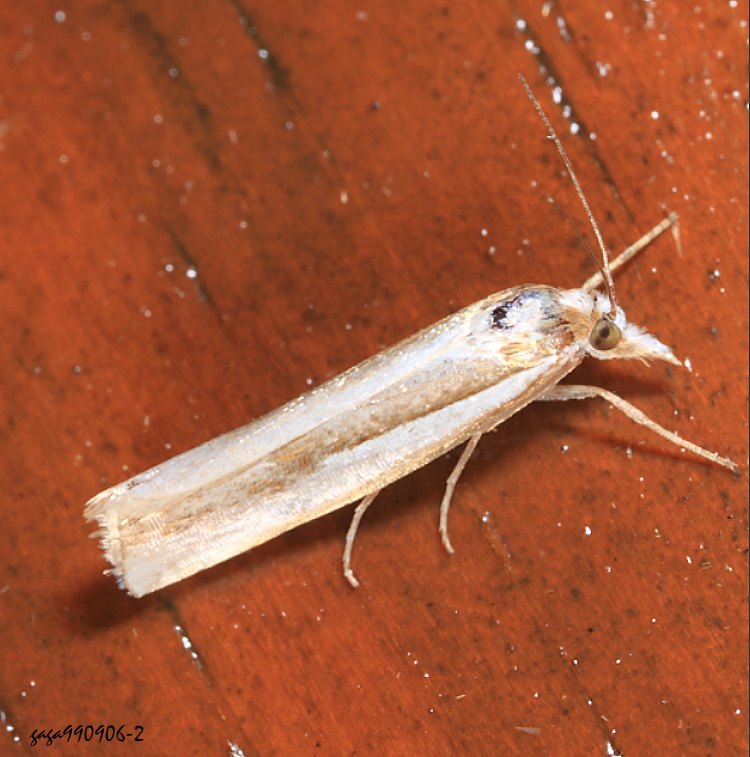 P Crambus narcissus