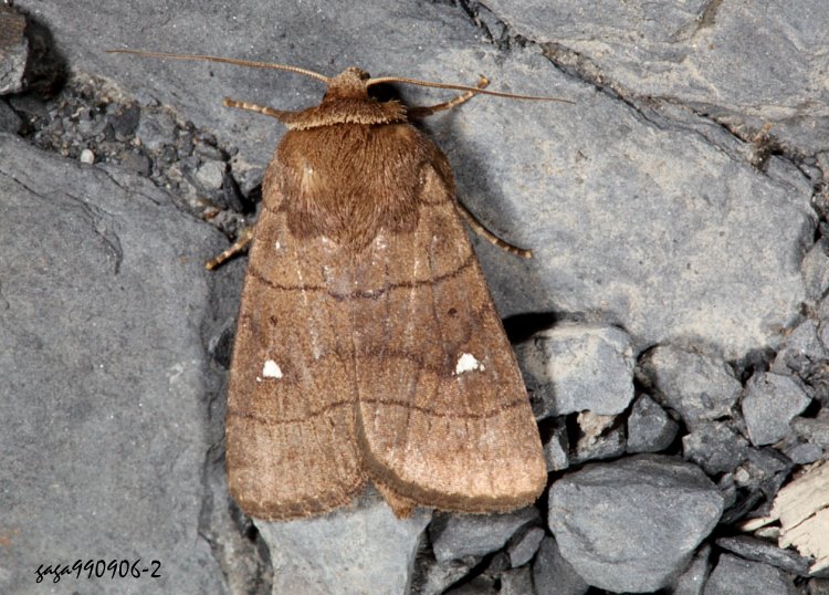 Ľue] Athetis brunneolineosa 