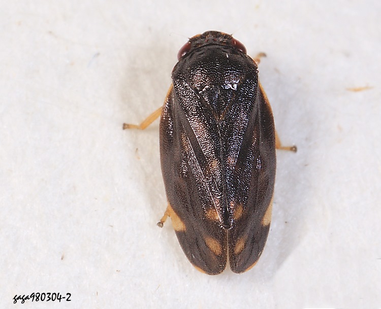 凹顏沫蟬屬  Sounama horishana