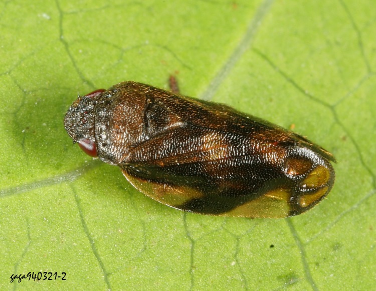 GWCj Sounama bimaculata